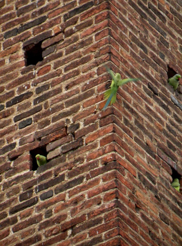 Parrocchetti dal collare a Pavia